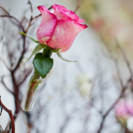 turnip-rose-promenade-and-gardens-wedding-photographer-tb-20